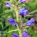 viper's bugloss (Echium vulgare) Kenneth Noble